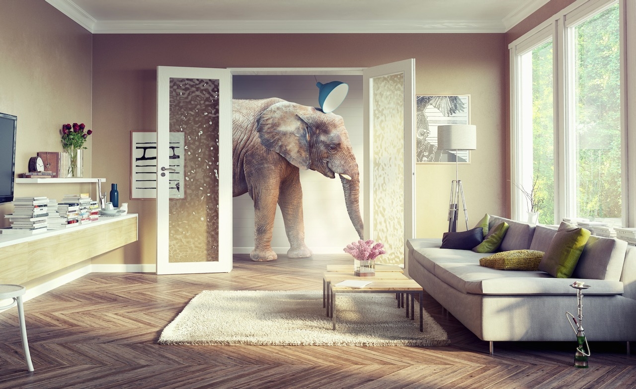 PSYCHOLOGIE: Der Elefant im Raum &#8211; der viel zu häufig unbeachtet bleibt&#8230;