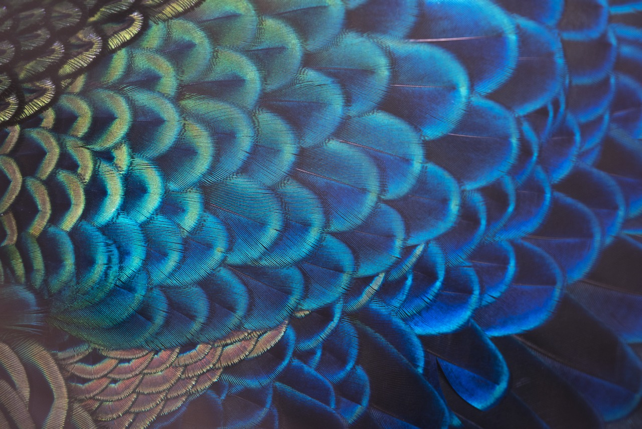 Vom Pfau lernen – Geld und Liebe in der Partnerschaft…